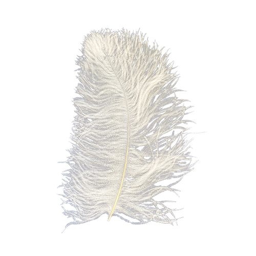 Wing Plume Feathers White Wing Plumes (FIRST GRADE) 35cm – 40cm