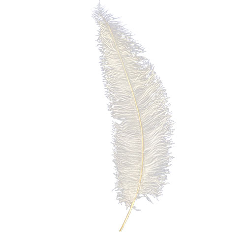 Wing Plumes White Chick Wing Plumes 50cm – 70cm